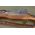 Model 1917 Eddystone