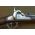 1861 Richmond Razeed Carbine
