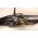 M1816 Springfield 1838 Percussion Conversion